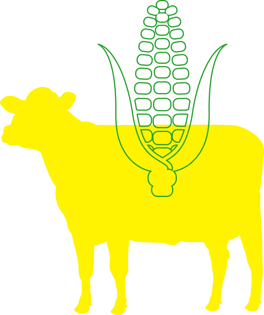 Cow and Corn